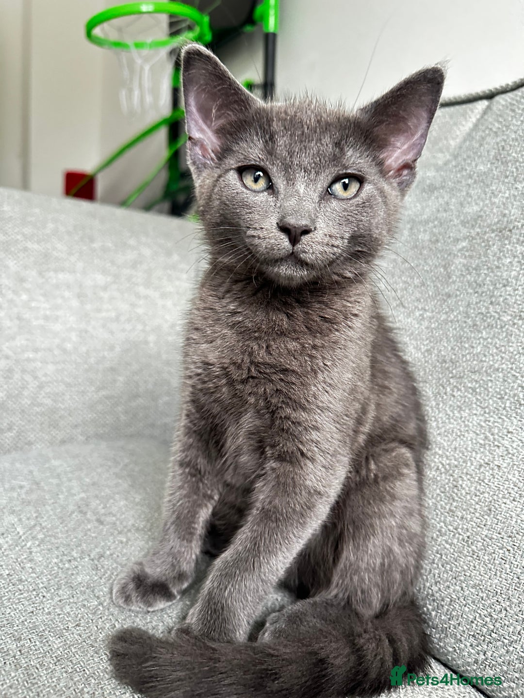 British Shorthair cats for sale: British shorthair-ragdoll mixed - Image 2