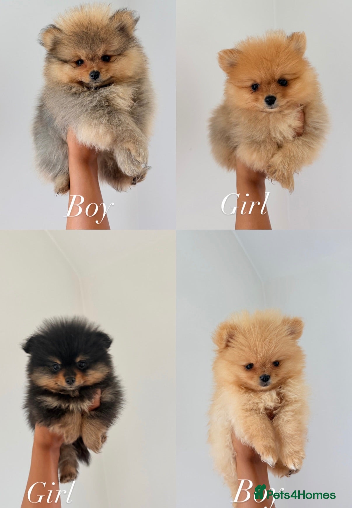 Pomeranian dogs READY TO LEAVE 5 Pomeranian PUPPIES 🫶🏽   - Advert 1