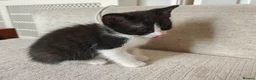Ragdoll cats for sale: Ragdoll cross kittens - Advert 5