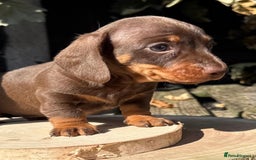 Miniature Dachshund dogs for sale: KC TRUE MINI DACHSHUND PUPPIES  - Image 1
