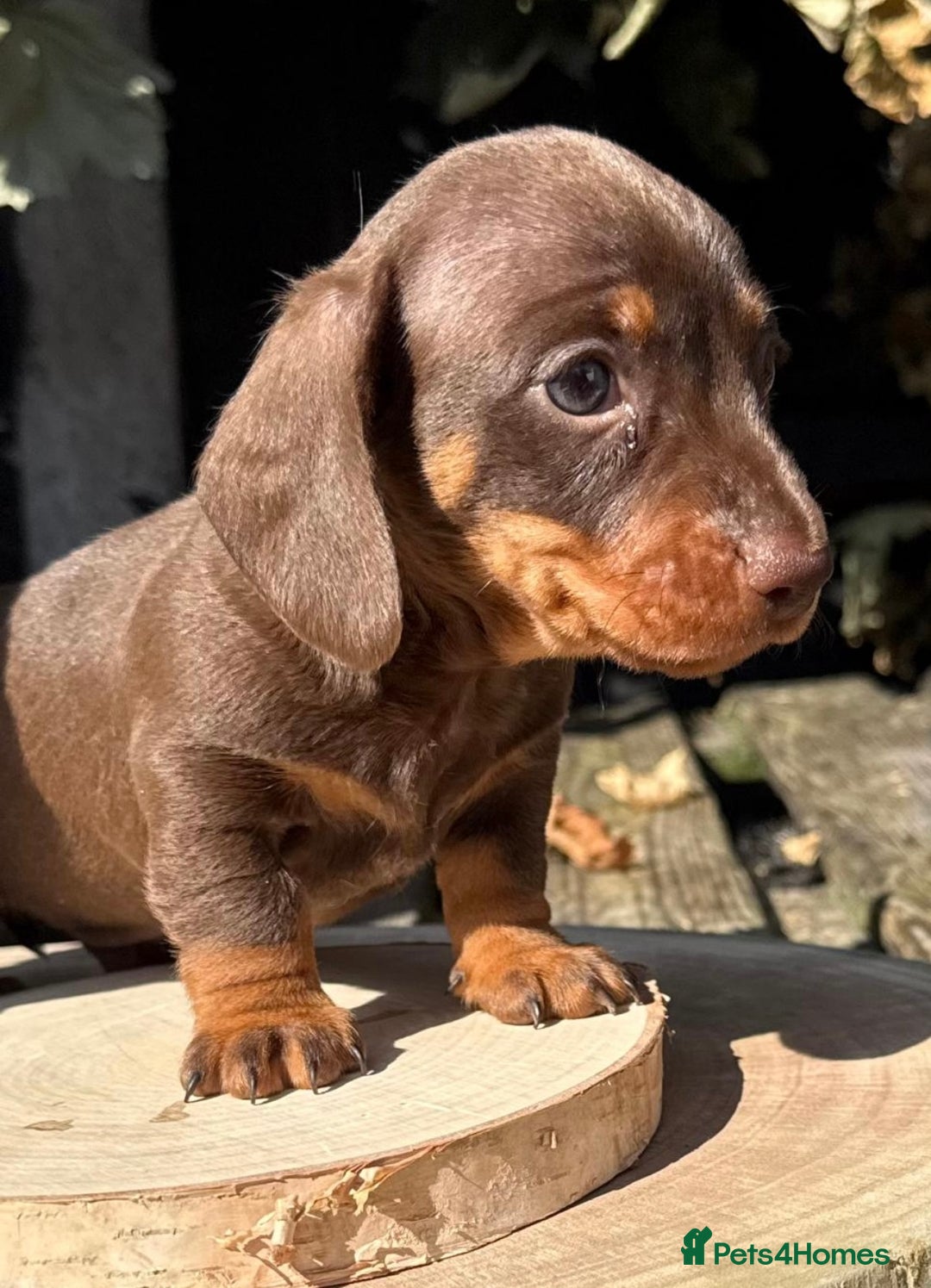 Miniature Dachshund dogs for sale: KC TRUE MINI DACHSHUND PUPPIES  - Image 1