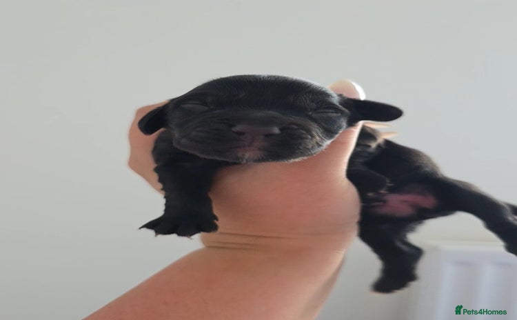 Cocker Spaniel dogs for sale - Advert 1