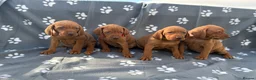 Hungarian Vizsla dogs for sale: Beautiful KC Reg Hungarian Vizsla Puppies - Advert 8