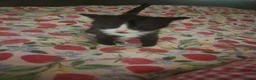 British Shorthair cats for sale: Beautiful litter of kittens  - Advert 3