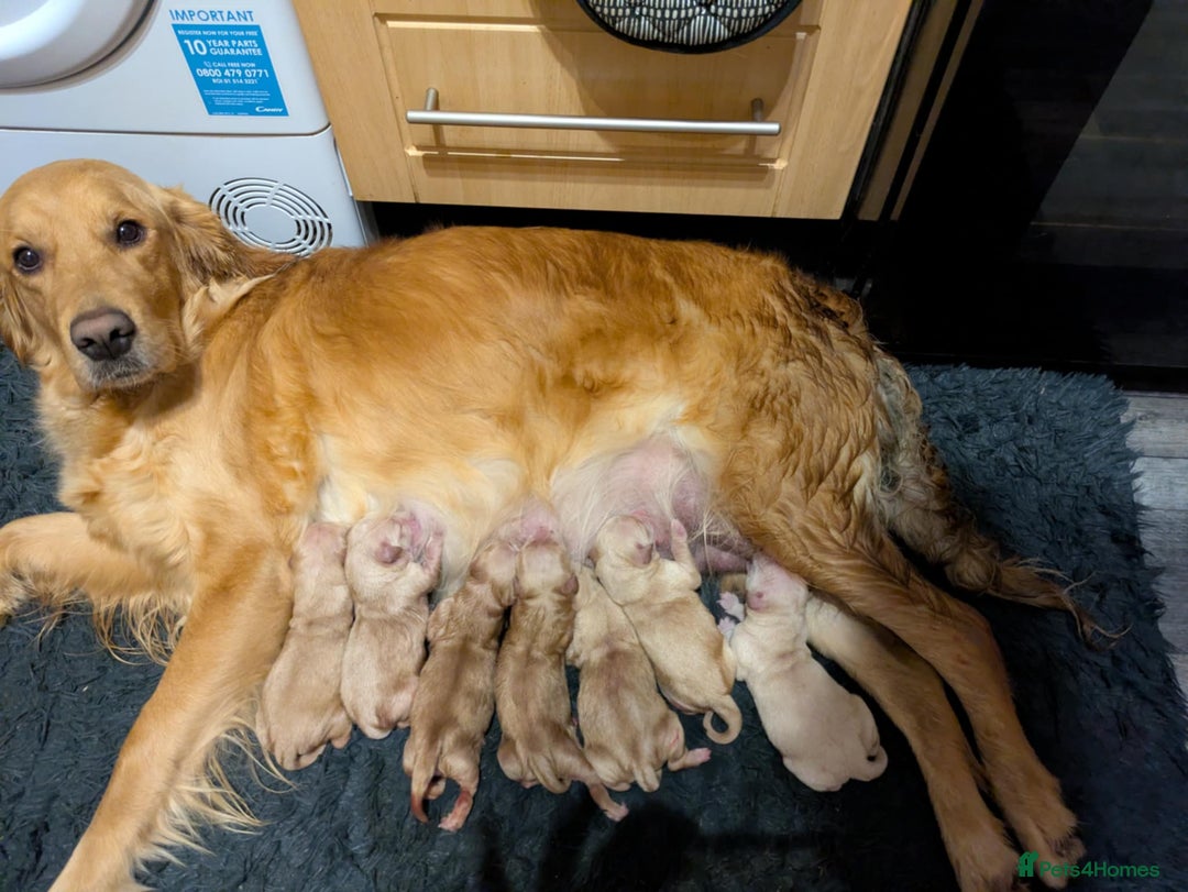 Golden Retriever dogs for sale: 10 Beautiful Golden Retriever puppies  - Advert 7