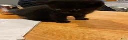 Mixed Breed cats for sale: Kittens for sale  - Advert 12
