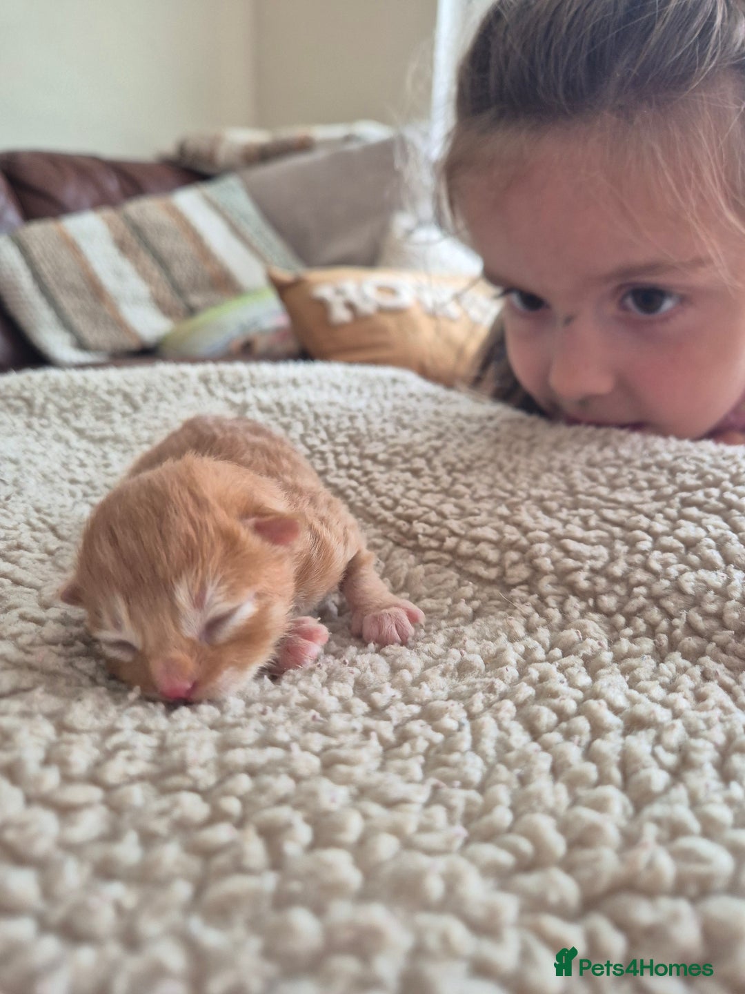 Mixed Breed cats for sale: Super friendly, fluffy kittens! 😻 - Image 11