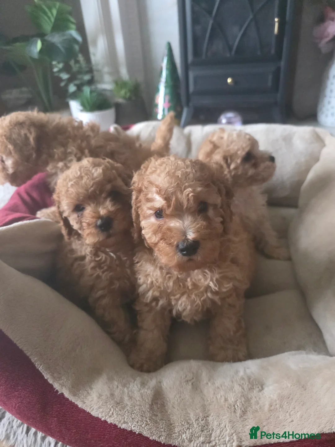 Cockapoo dogs for sale: Cream Cockapoo puppies - Advert 11
