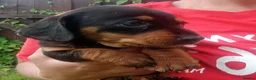 Miniature Dachshund dogs for sale: True Miniature dachshund last boy last girl  - Advert 10