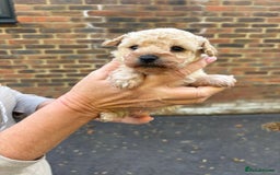 Toy Poodle dogs for sale: Toy Poodle Pups with Lovely Temperaments - Image 11