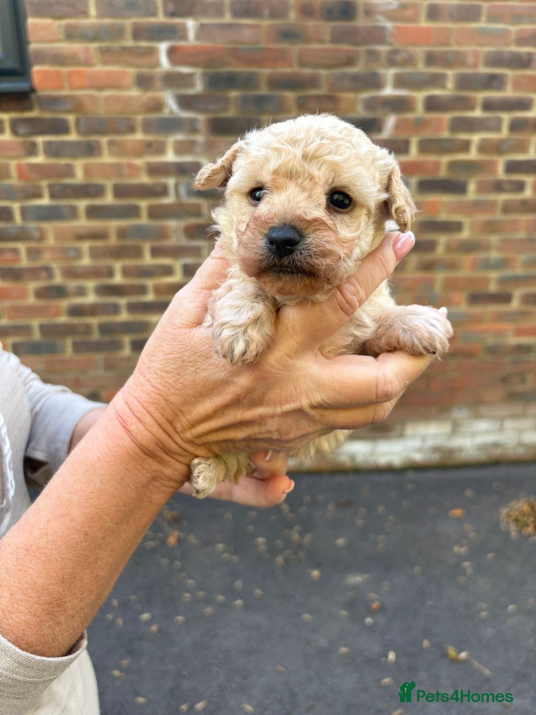 Toy Poodle dogs for sale: Toy Poodle Pups with Lovely Temperaments - Image 11