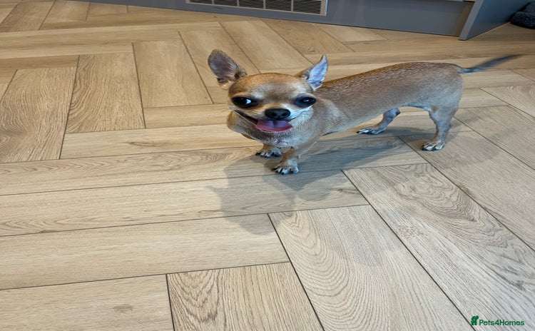 Chihuahua dogs - Advert 4