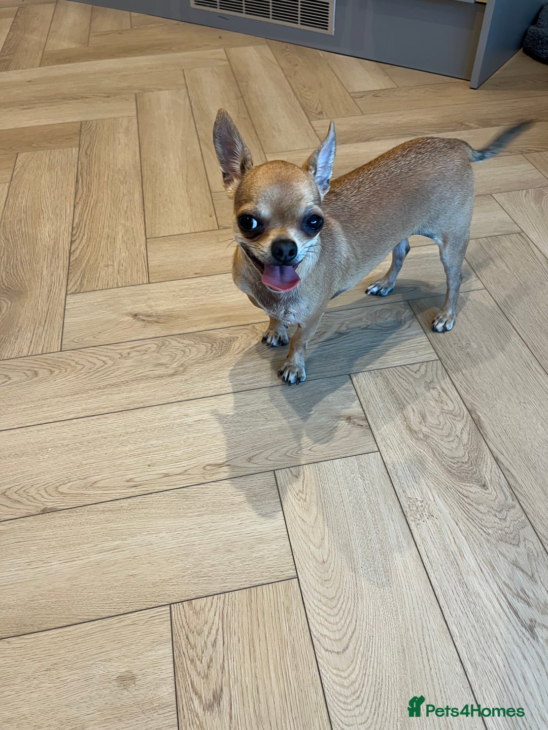Chihuahua dogs for sale: 2 year old short hair Chihuahua  - Image 1