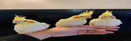 Cockatiels birds for sale: Silly Tame Hand Reared Baby Cockatiels  - Advert 2