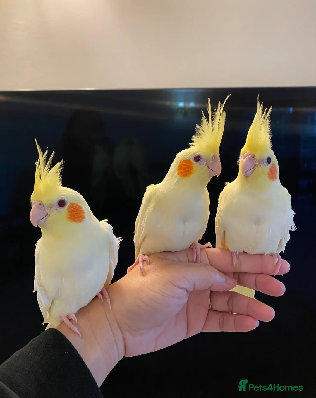 Cockatiels birds for sale: Silly Tame Hand Reared Baby Cockatiels  - Advert 2