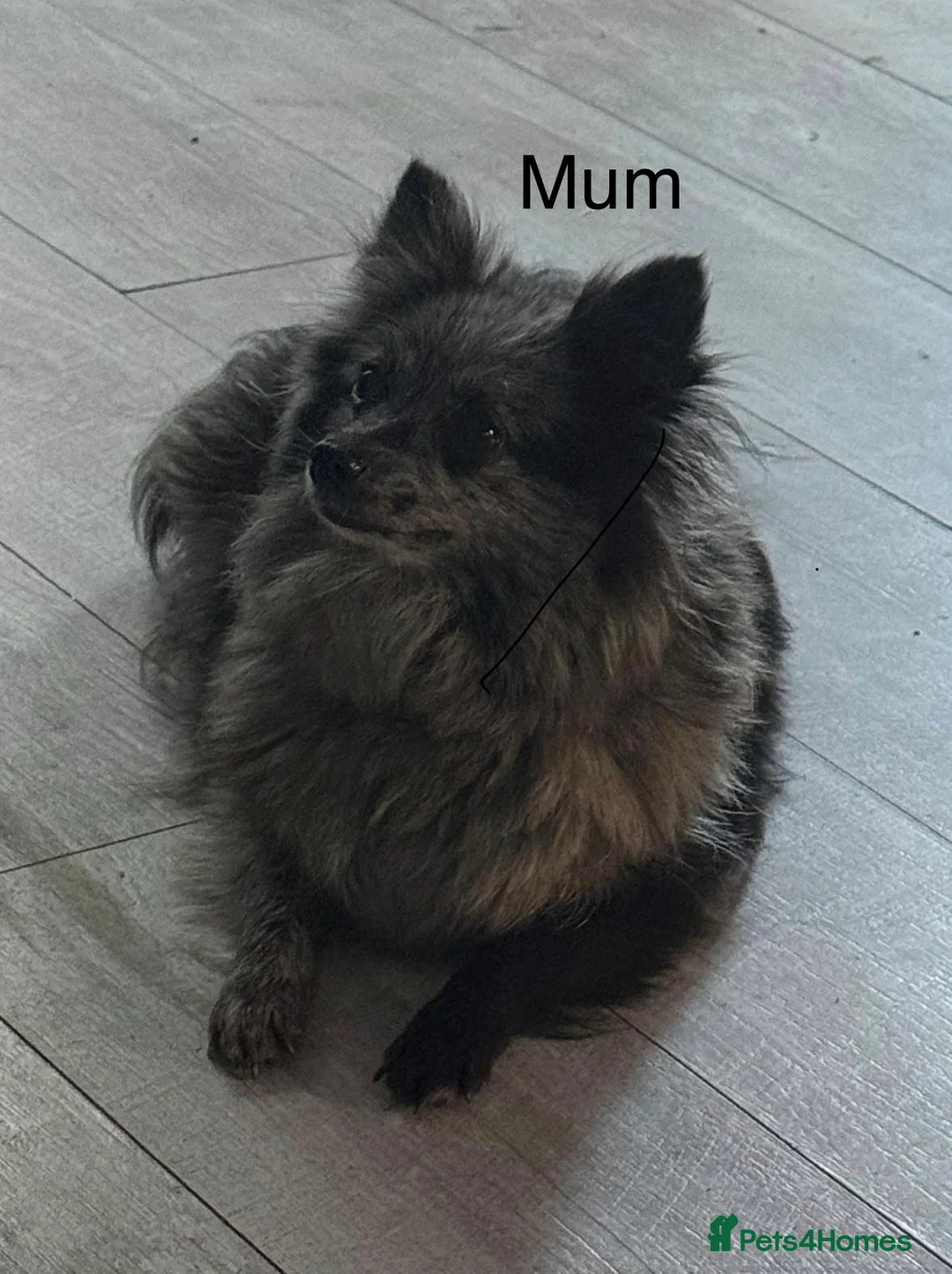 Pomeranian dogs for sale: Female Pomeranian Puppy for Sale - Advert 12