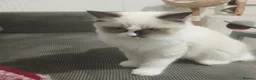 Ragdoll cats for sale: 🎀Ragdoll kittens 🎀 - Advert 6
