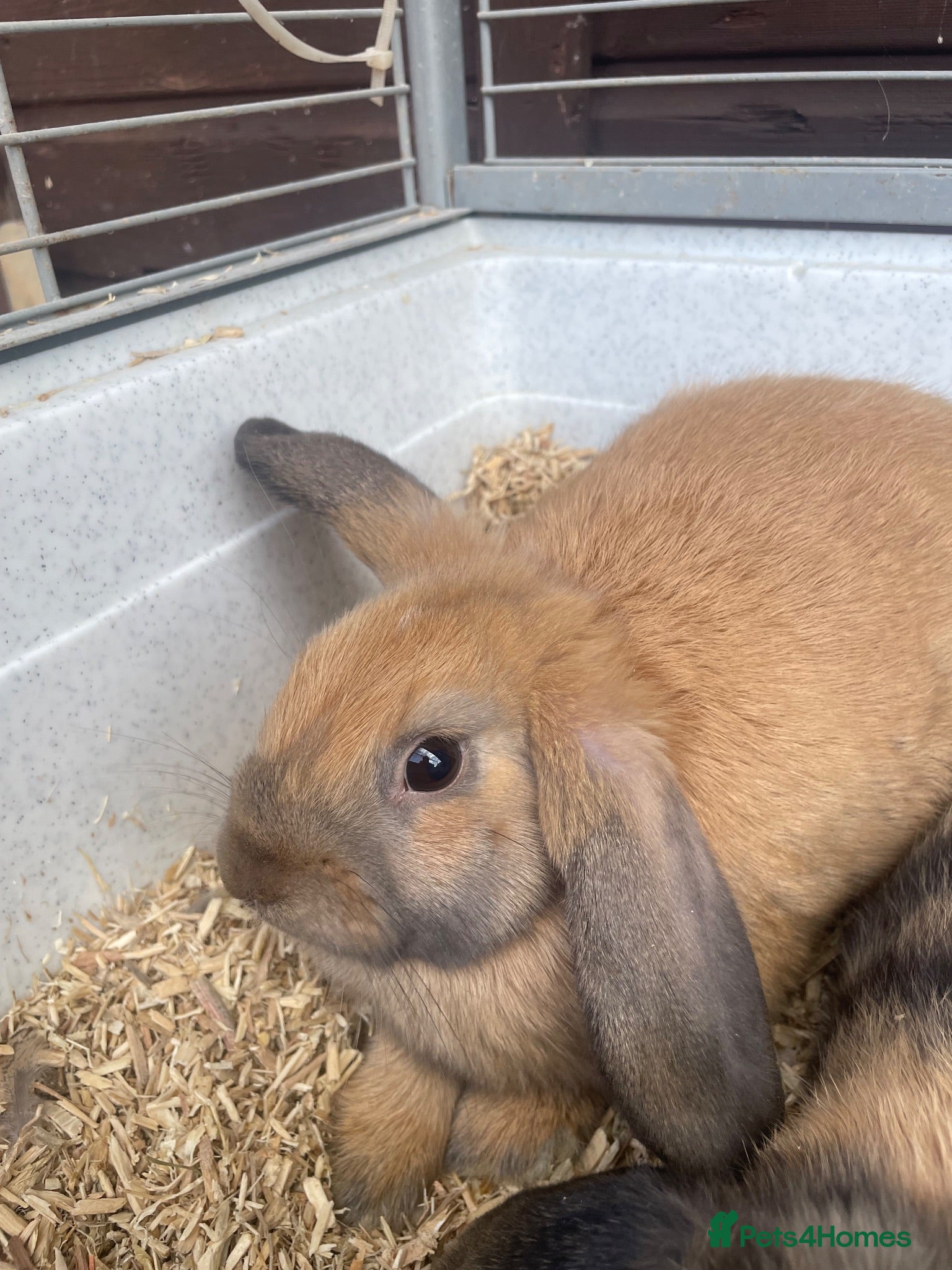 Mini Lop rabbits Beautiful Mini Lop Bunnies  - Advert 2