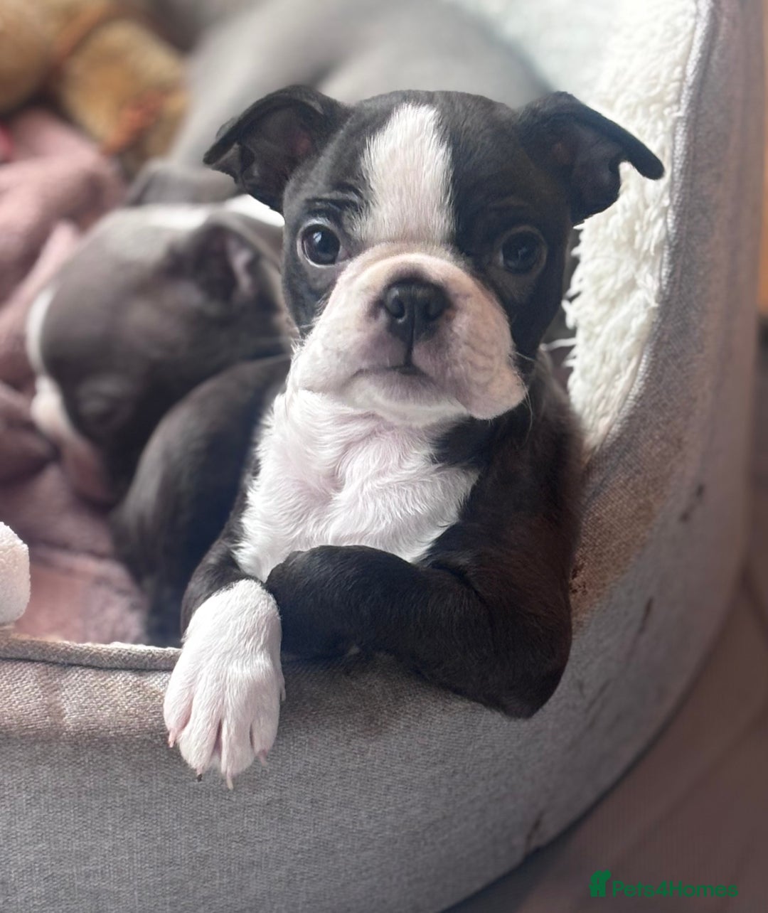 Boston Terrier dogs for sale: Beautiful Boston Boys - Advert 3