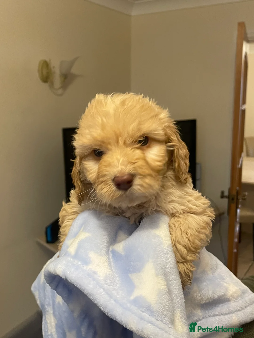 Cockapoo dogs for sale:  Cockapoo Puppies Ready for Loving Homes  - Advert 23