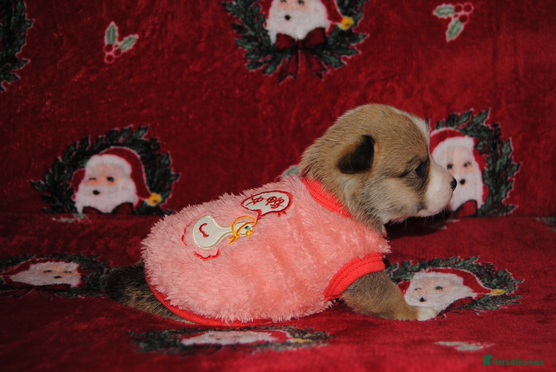 Welsh Corgi Pembroke dogs for sale: Welsh Pembroke Corgi Puppies - Girls Available - Advert 3