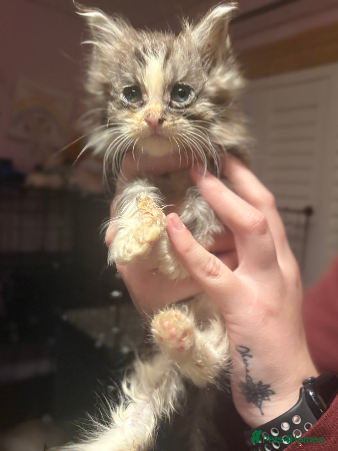 Maine Coon cats for sale: 2 beautiful Maine coon kittens  - Advert 9