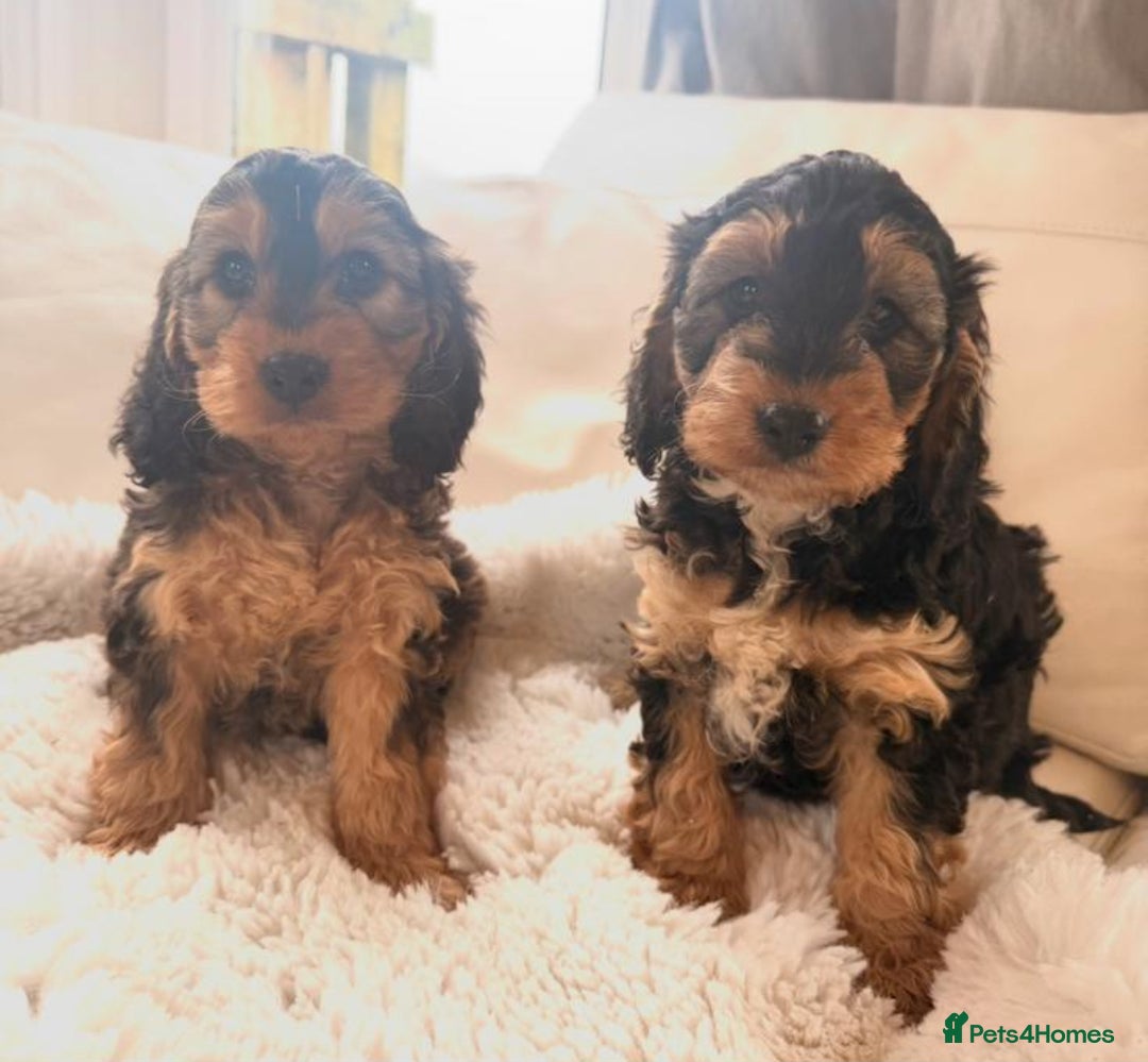 Cockapoo dogs for sale: Gorgeous F1 Cockapoo’s  - Advert 3