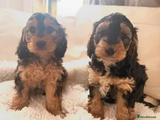 Cockapoo dogs Gorgeous F1 Cockapoo’s - Advert 10