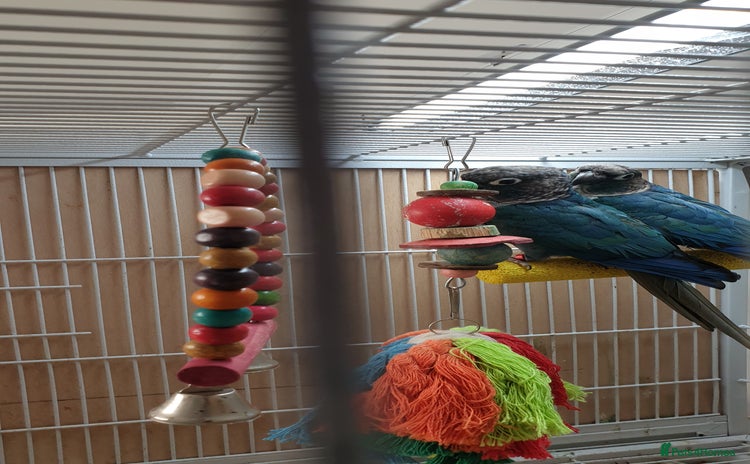 Conures birds - Advert 1