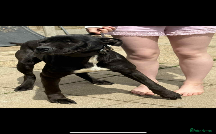 Mixed Breed dogs - Advert 4