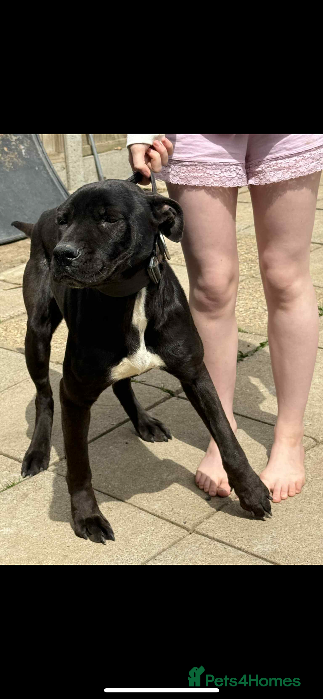 Mixed Breed dogs for sale: ROXY AND HAZARD FEMALES ASBO MALE  - Image 1