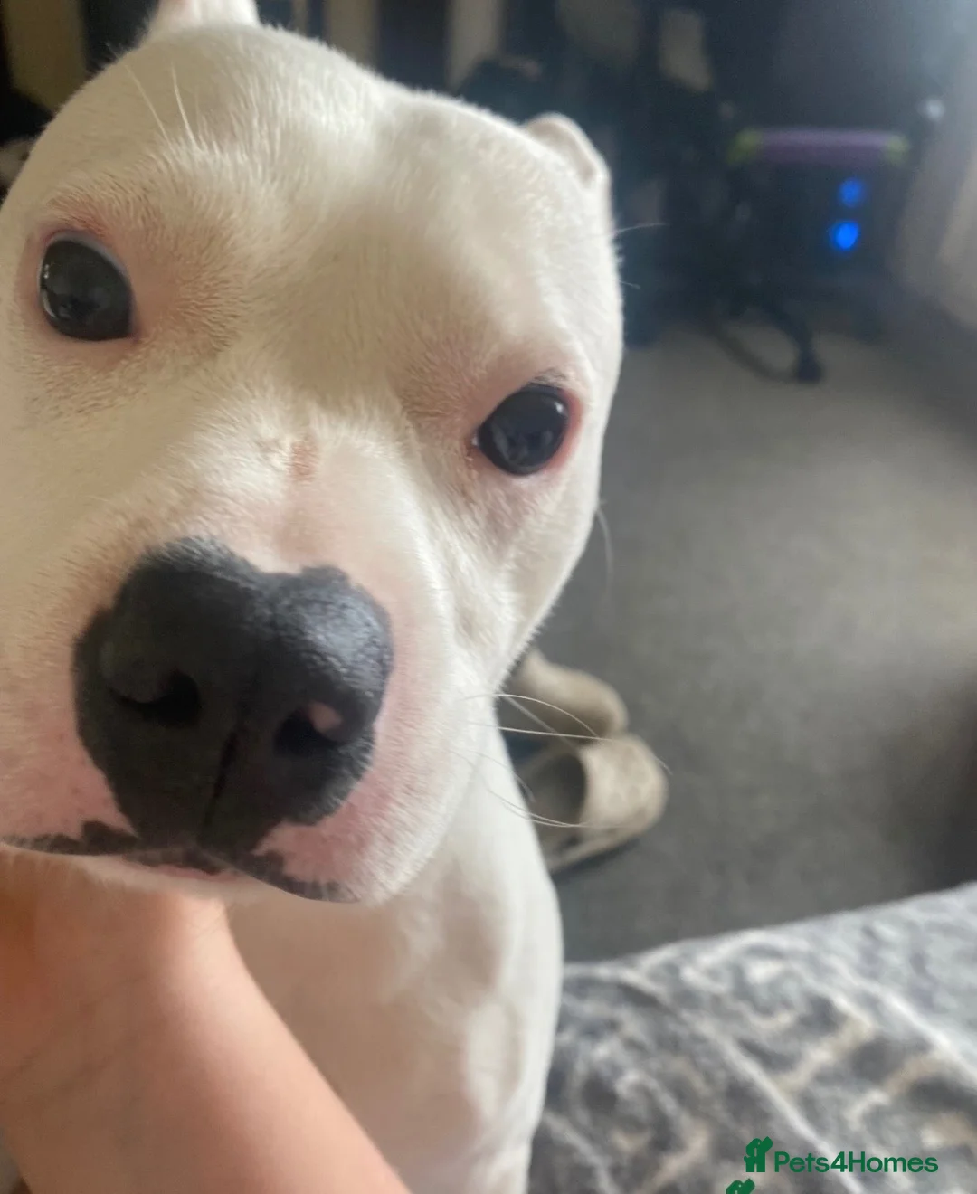 Mixed Breed dogs for sale: Very special boy , frenchie/staff in Derby - Advert 2