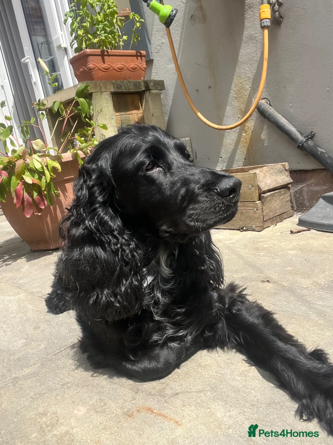 Cockapoo dogs for sale: Ziggy in Wolverhampton - Advert 2