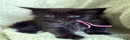 Maine Coon cats for sale: Stunning Black And Blue Smoke Pedigree Maine Coons - Advert 8