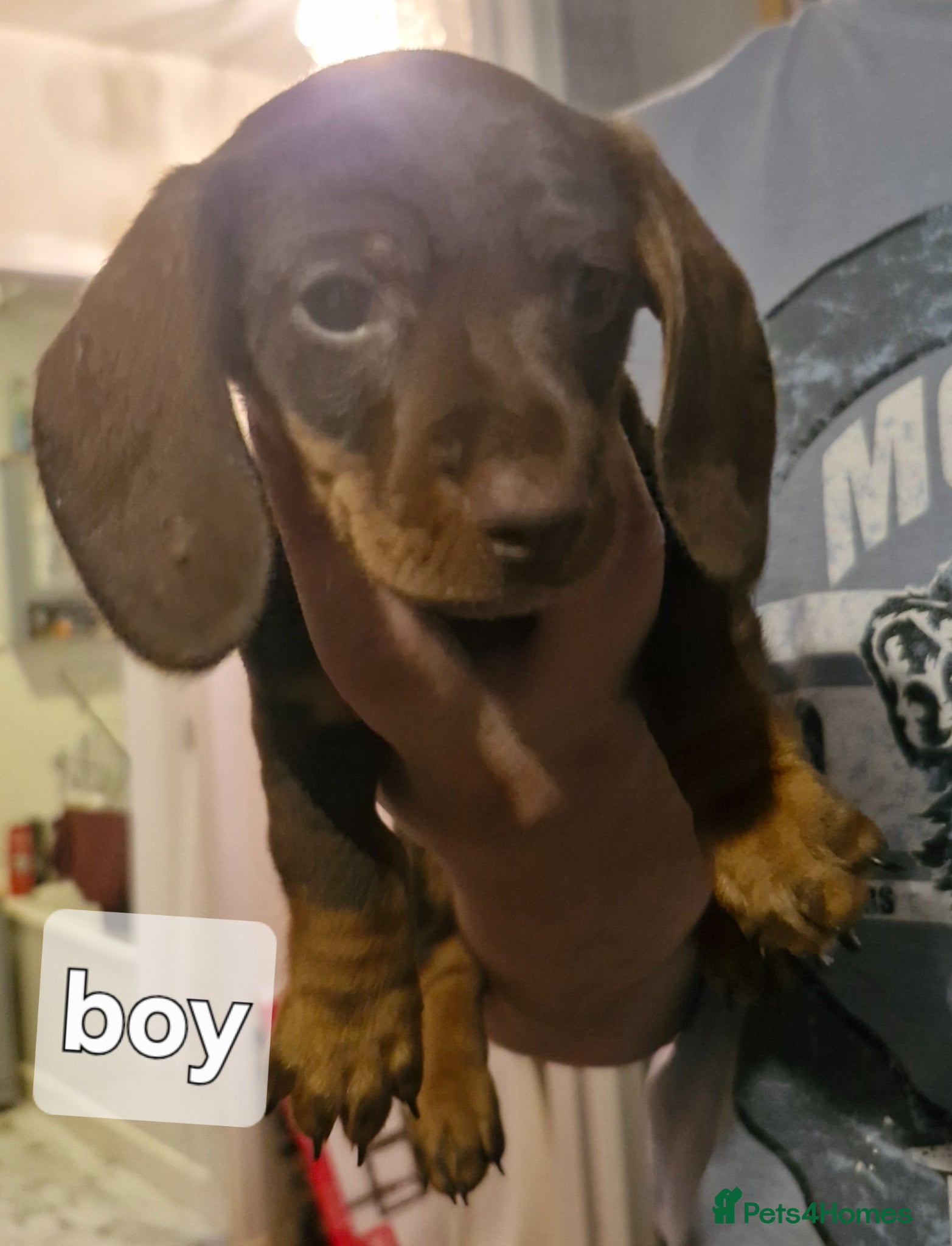 Dachshund dogs Miniature dachshunds  - Advert 4