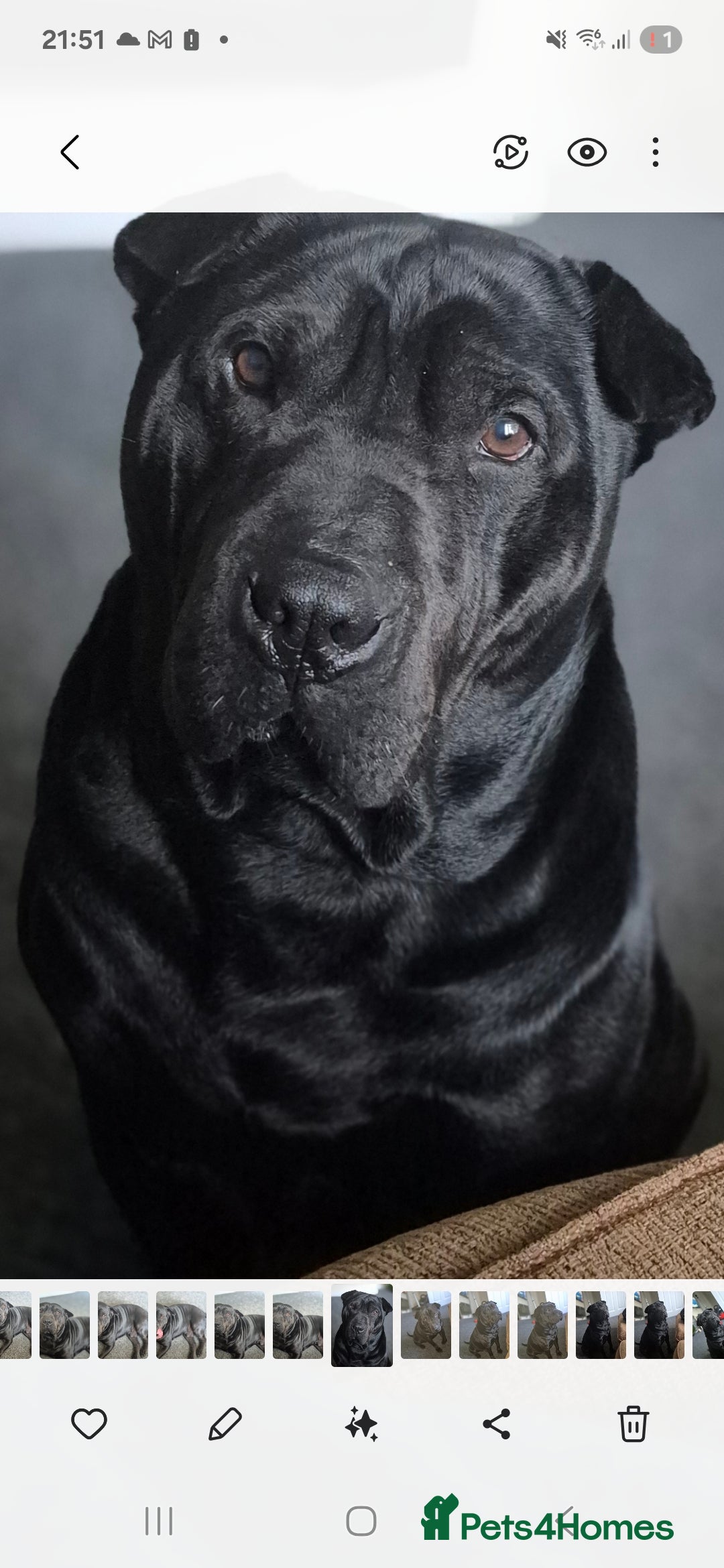 Shar Pei dogs for stud: Shar pei cross rottweiler  - Advert 3