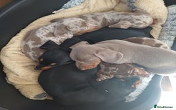 Miniature Dachshund dogs for sale: Mini dax pure bred family pups  - Image 4