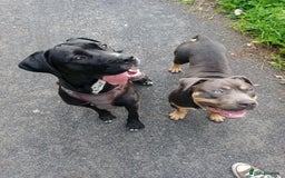 American Bully dogs for sale: American bully  - Image 10