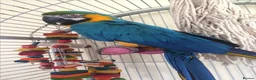 Macaws birds for sale: Hand raised beautiful Macaw parrots ready now. in Birmingham - Advert 6