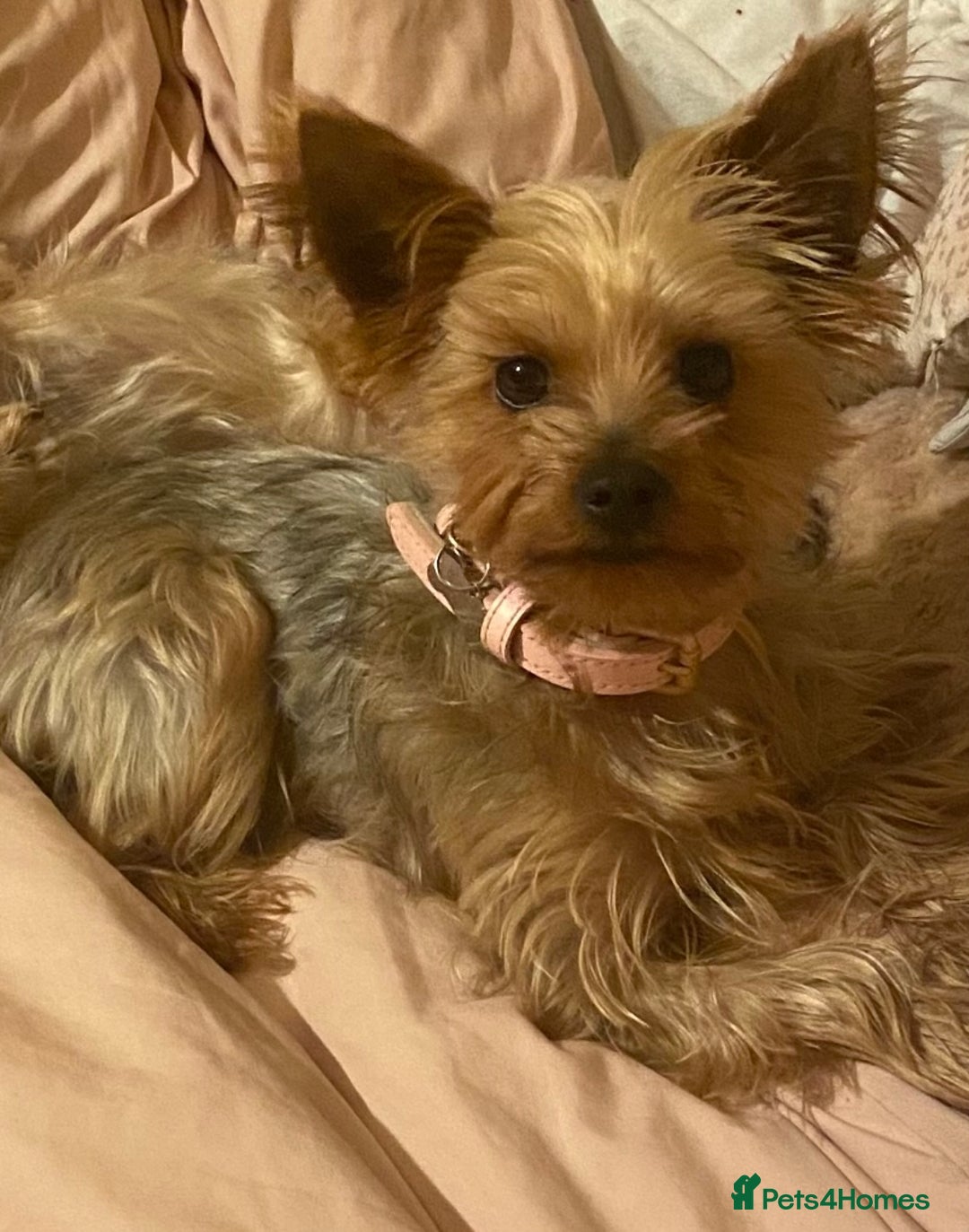 Yorkshire Terrier dogs for sale: Lovely Yorkshire Terrier Girl - Image 2