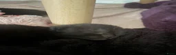 British Shorthair cats for sale: Male pure black & Female pure black with locket  in Alcester - Advert 13