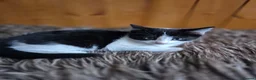 Mixed Breed cats for sale: 3 little girls in Nottingham - Advert 4