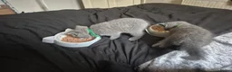 British Shorthair cats for sale: Here I have 3 beautiful british short kittens - Advert 3