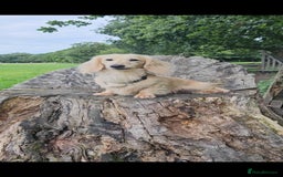 Miniature Dachshund dogs for stud: Cream Long-haired miniature Dachshund kc reg in Blackburn - Image 21