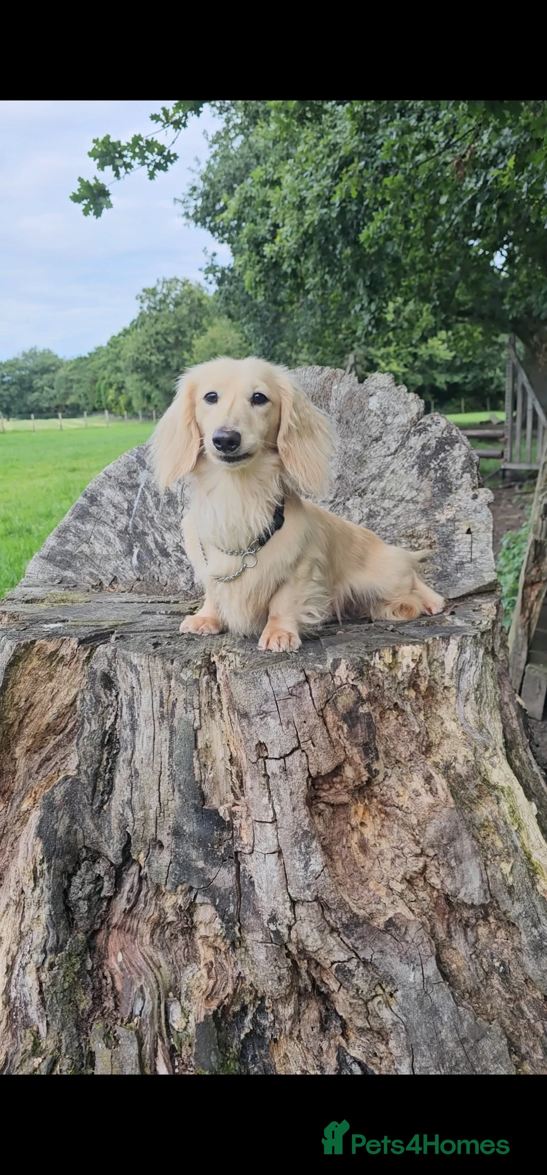 Miniature Dachshund dogs for stud: Cream Long-haired miniature Dachshund kc reg in Blackburn - Advert 17