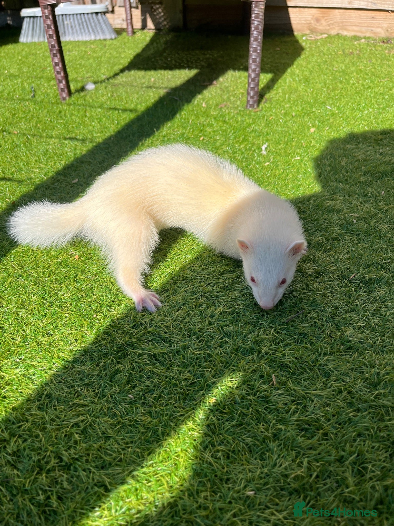 Ferret rodents 1 Jill all albino ready to go  - Advert 2