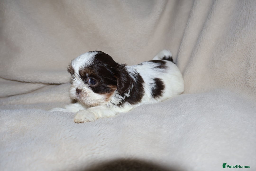 Shih Tzu dogs for sale: ✨CHOC DOBBIE IMPERIALS CARRYING BLUE✨ - Advert 19