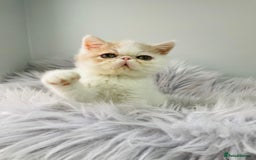 Exotic cats for sale: 🔥 GCCF MALE EXOTIC KITTEN OUTSTANDING 🔥 - Image 10