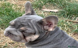 French Bulldog dogs for sale: Isabella wrapped in cream, fluffy carrier - Image 21