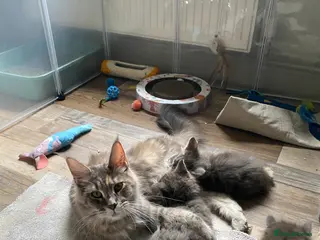 Maine Coon cats Stunning bundles of fluff and mischief - Advert 9
